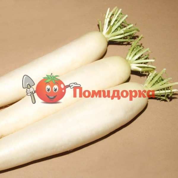 Редис Дайкона ТИТАН F1 | TITAN F1 Kitano, Фасовка - 50 гр