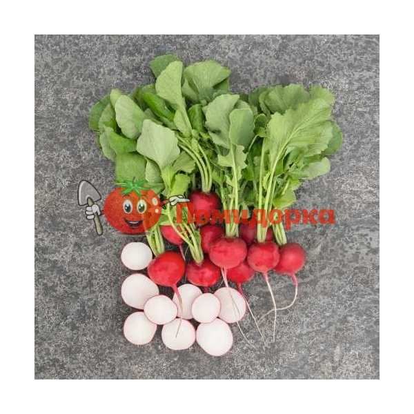 Редис РОКСАН F1 | ROXANNE F1 Bejo (2.50-2.75), Фасовка - 5000 семян