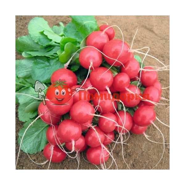 Редис РОЛЕКС F1 | ROLEX F1 Bejo (2.50-2.750), Фасовка - 5000 семян