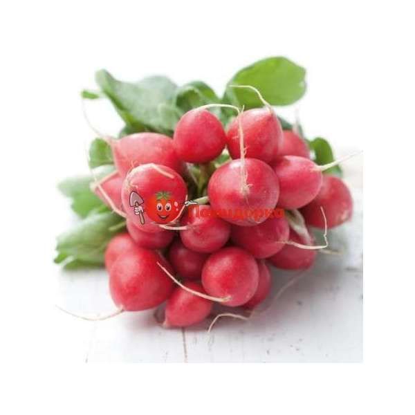 Редис РОНДИЛ | RONDEEL Rijk Zwaan, Фасовка - 250 гр