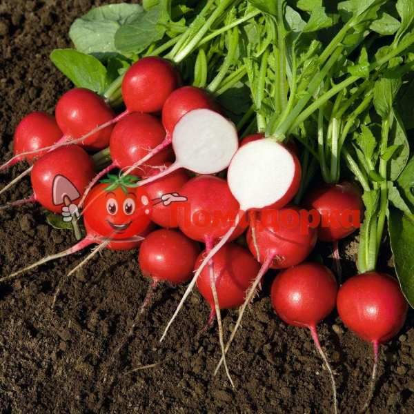 Редис РОВЕР F1 | ROVER F1 Bejo (2.25-2.50), Фасовка - 5000 семян