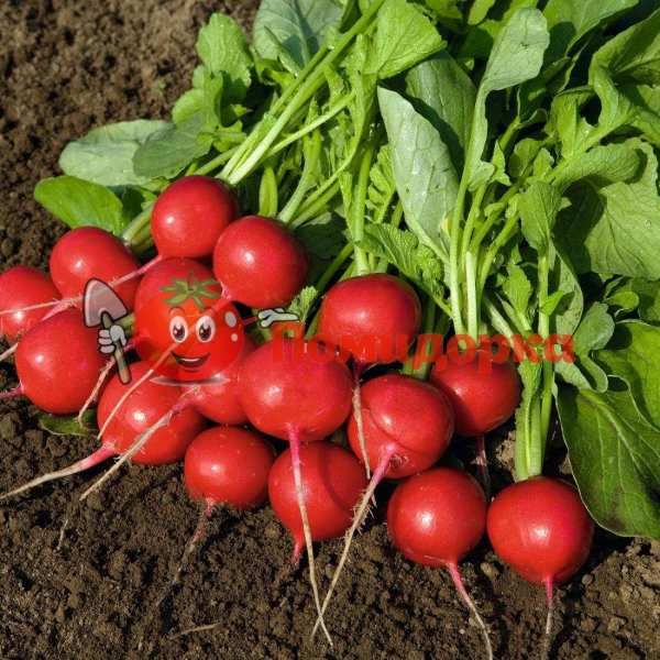 Редис РОВЕР F1 | ROVER F1 Bejo (2.50-2.750), Фасовка - 5000 семян