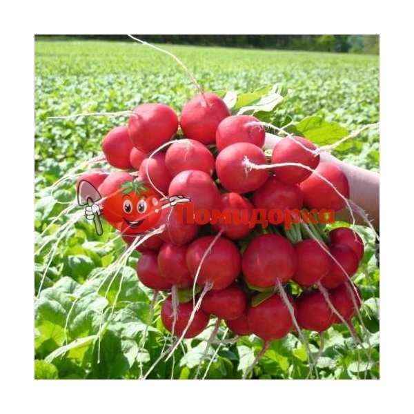 Редис РОЗЕТTА F1 | ROSETTA F1 Bejo (2.75-3.00), Фасовка - 5000 семян