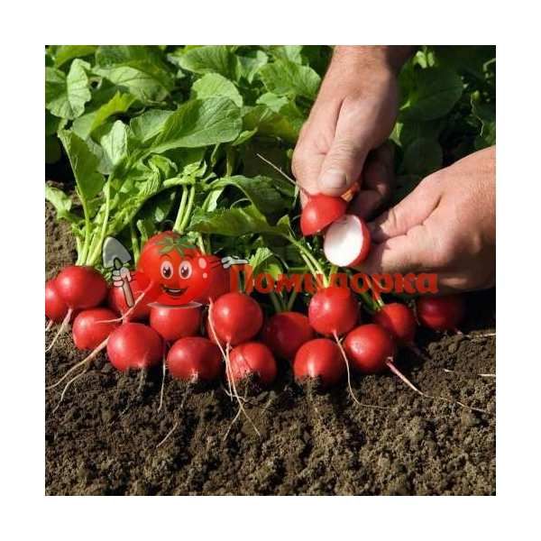 Редис РУДОЛЬФ | RUDOLF Bejo, Фасовка - 50 гр