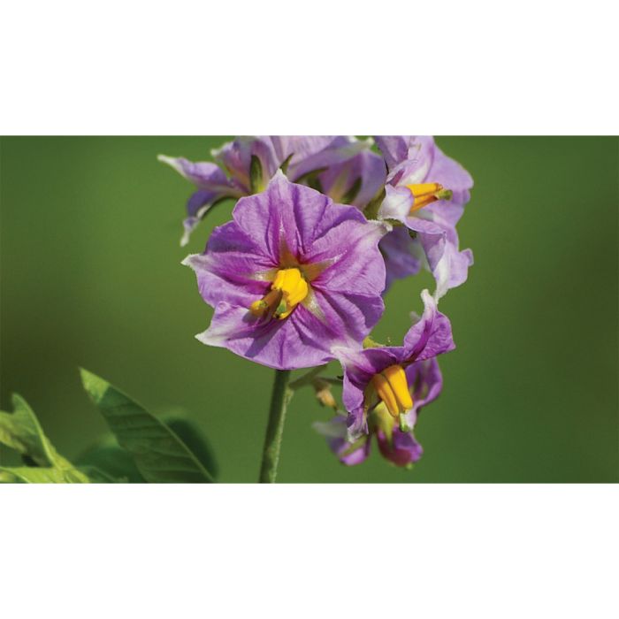 Інсектицид Регент, 20G, г, 10 кг (BASF)