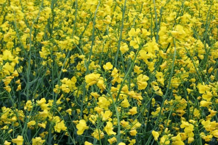 Насіння озимого ріпаку Рохан 