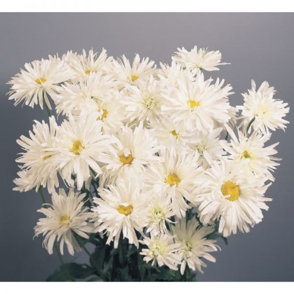 Ромашка махровая Крейзи Дейзи | Leucanthemum superbum Crazy Daisy Benary, Фасовка - 30 шт