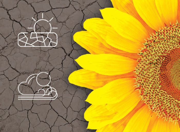 Насіння соняшника СИ Розета КЛП під Євролайтінг Плюс (Syngenta) STANDART