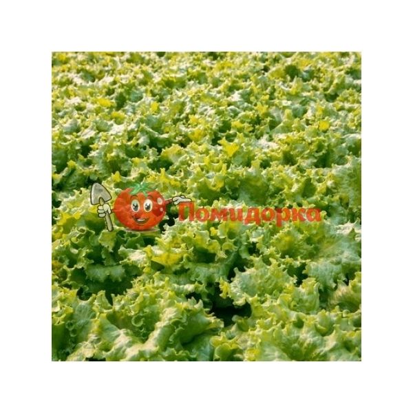 Салат АФИЦИОН | AFICION Rijk Zwaan, Фасовка - 1000 семян