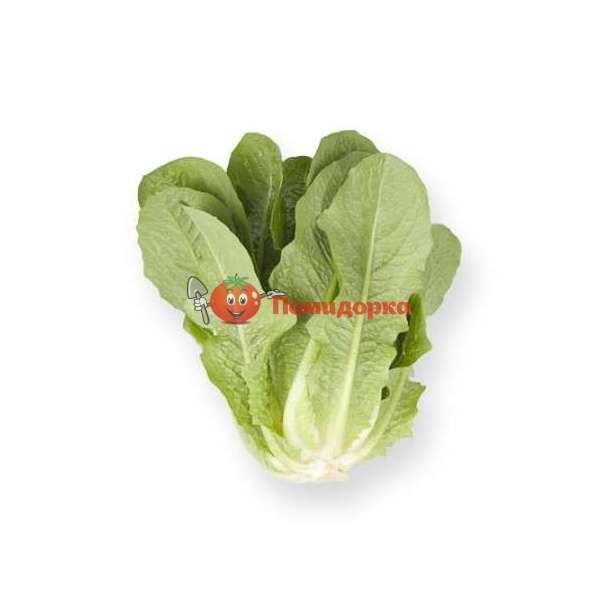 Салат АЙВОНА | AUVONA Rijk Zwaan, Фасовка - 1000 семян