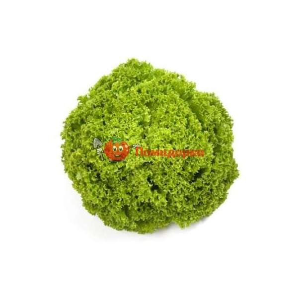 Салат АЛЕППО | ALEPPO Rijk Zwaan, Фасовка - 1000 семян