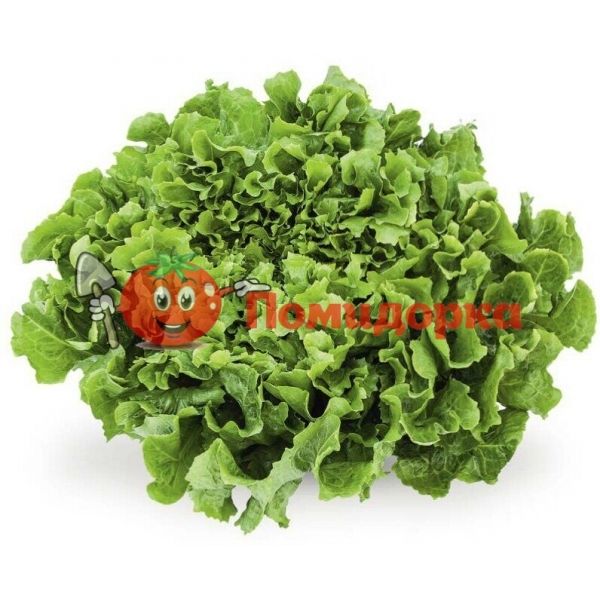 Салат АНКОНИ | ANCONI Rijk Zwaan, Фасовка - 1000 семян