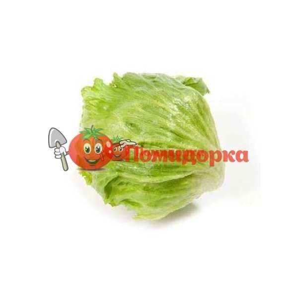 Салат АРУША | ARUSHA Rijk Zwaan, Фасовка - 1000 семян