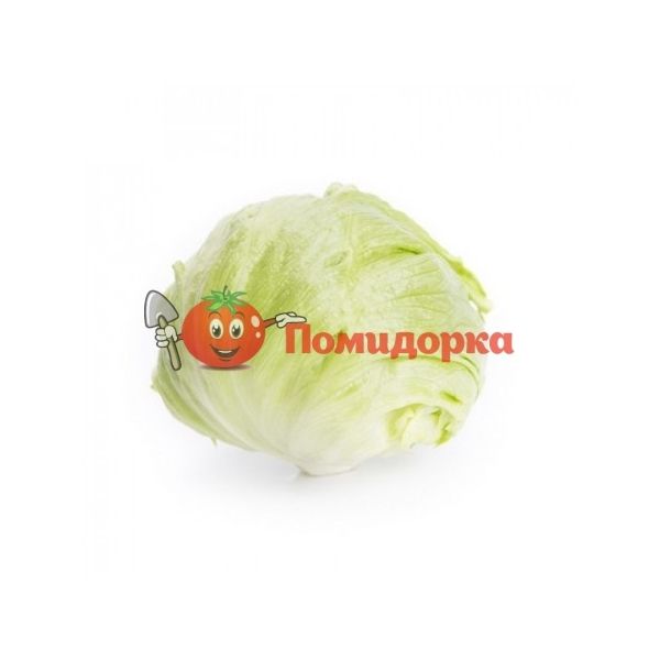 Салат АСМЕРА | ASMARA Rijk Zwaan, Фасовка - 1000 семян