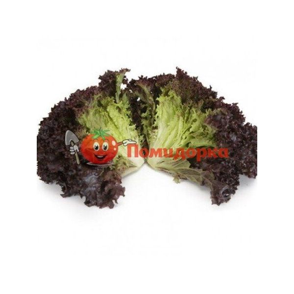 Салат АТМОС | ATHMOS Rijk Zwaan, Фасовка - 1000 семян