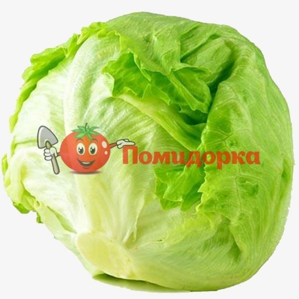 Салат АВИРАМ | AVIRAM Hazera, Фасовка - 5000 семян