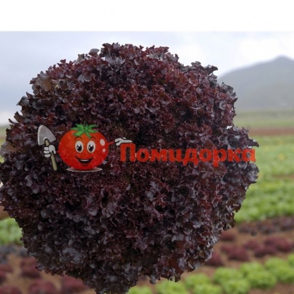 Салат БАХУС | BACCUHUS Hazera, Фасовка - 1000 семян