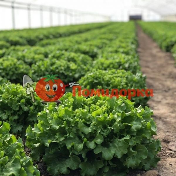 Салат Батавия КЮРЛИ | KURLI Yuksel, Фасовка - 1000 семян