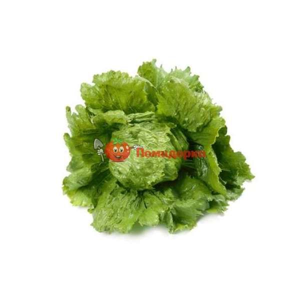 Салат ДИАМАНТИНАС | DIAMANTINAS Rijk Zwaan, Фасовка - 1000 семян