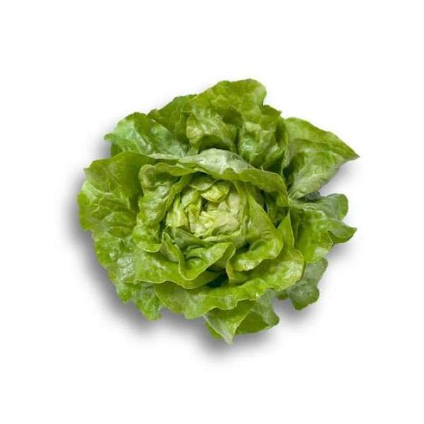 Салат ДЖИСКА | JISKA Rijk Zwaan, Фасовка - 1000 семян