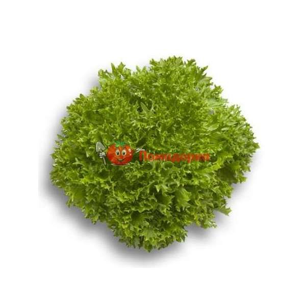 Салат ЭКСПЕРТАЙЗ | EXPERTISE Rijk Zwaan, Фасовка - 1000 семян