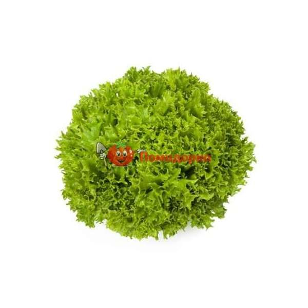 Салат ЭКЗЕКТ | EXACT Rijk Zwaan, Фасовка - 1000 семян