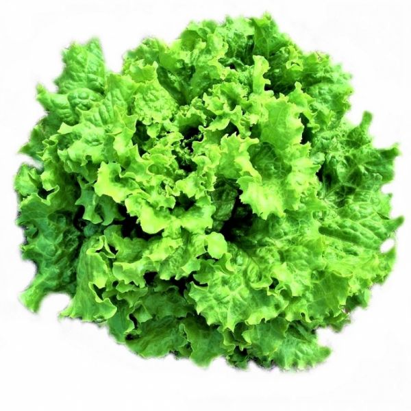 Салат листовой ФАНЛИ F1 | FUNLY F1 Syngenta, Фасовка - 5000 семян