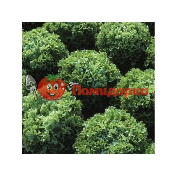 Салат ФРИСТИНА | FRISTINA Hazera, Фасовка - 5 гр