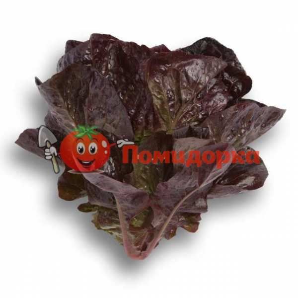 Салат ГАЛАТЕЯ | GALATEA Rijk Zwaan, Фасовка - 1000 семян