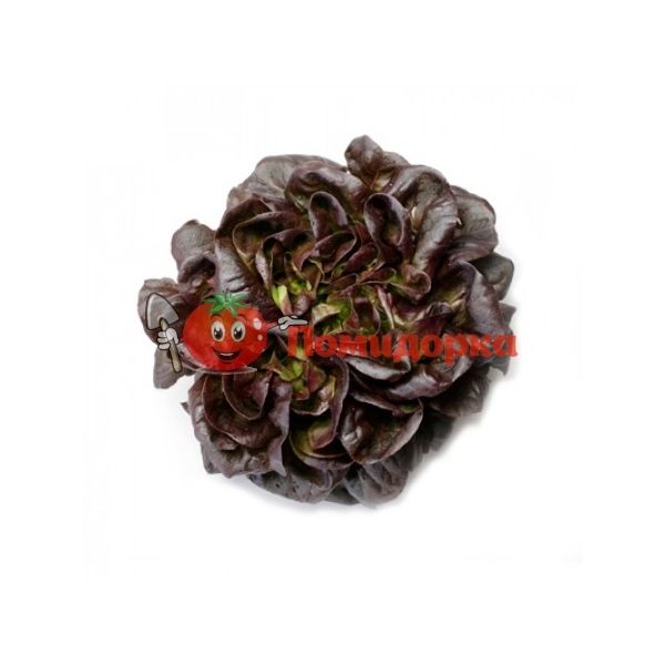 Салат ГОГЕН | GAUGIN Rijk Zwaan, Фасовка - 1000 семян