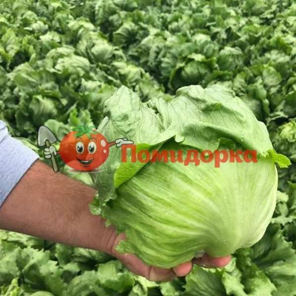 Салат головчатый ФОРЕСТЕР F1 | FORERESTER F1 Bejo, Фасовка - 5000 семян