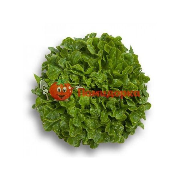 Салат ГУМБОЛЬДТ | HUMBOLDT Rijk Zwaan, Фасовка - 1000 семян