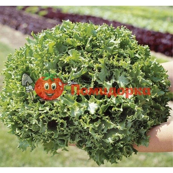 Салат КАНКАН | KANKAN Hazera, Фасовка - 5 гр