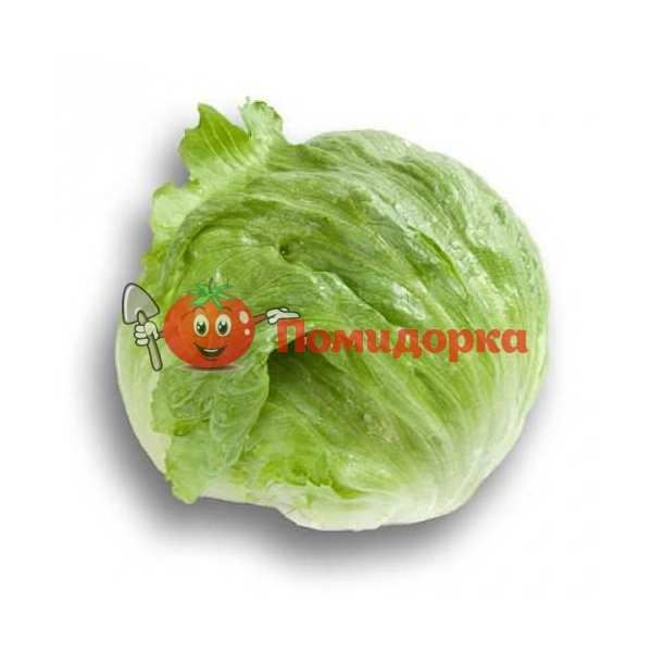 Салат КАРТАГЕНАС | CARTAGENAS Rijk Zwaan, Фасовка - 1000 семян