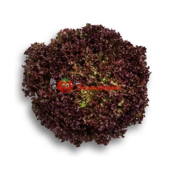 Салат КАВЕРНЕТ | CAVERNET Rijk Zwaan, Фасовка - 1000 семян