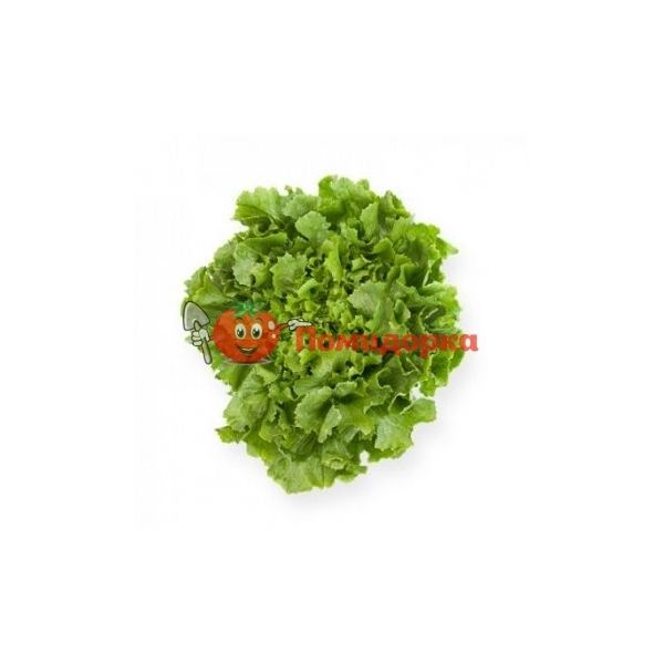 Салат КЕЙТЕЛ | KETHEL Rijk Zwaan, Фасовка - 1000 семян