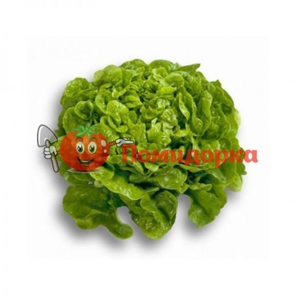 Салат КИРИНИЯ | KIRINIA Rijk Zwaan, Фасовка - 1000 семян