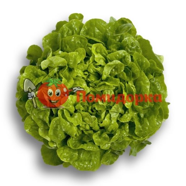 Салат КИТОНИЯ | KITONIA Rijk Zwaan, Фасовка - 5000 семян