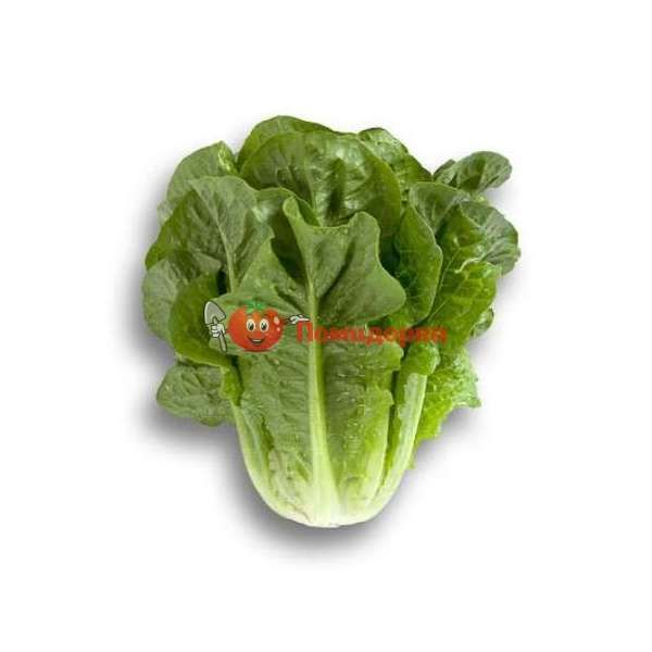 Салат КЛАУДИУС | CLAUDIUS Rijk Zwaan, Фасовка - 1000 семян