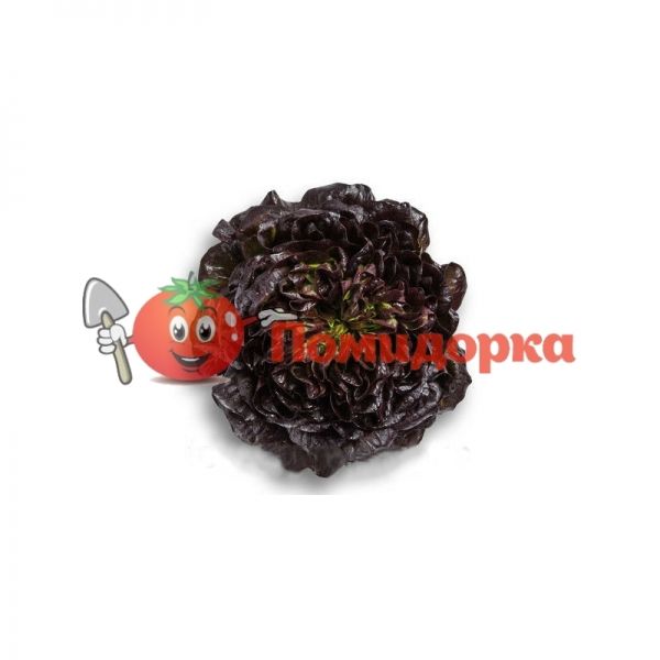 Салат КЛИ | KLEE Rijk Zwaan, Фасовка - 1000 семян