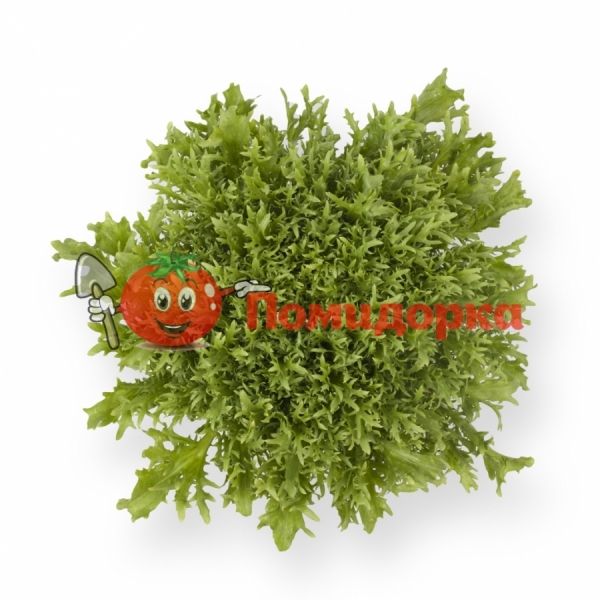 Салат КОРБИ | KORBI Rijk Zwaan, Фасовка - 1000 семян