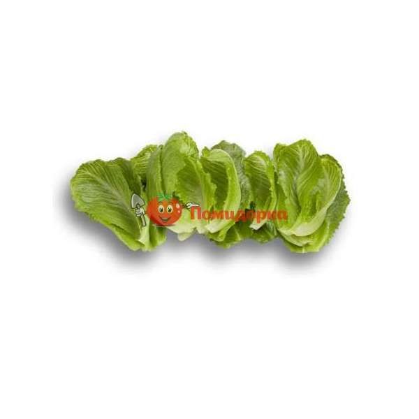 Салат КРУНЧИТА | CRUNCHITA Rijk Zwaan, Фасовка - 1000 семян