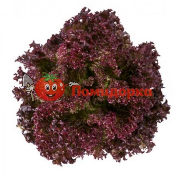 Салат КСАНДРА | XANDRA Rijk Zwaan, Фасовка - 1000 семян