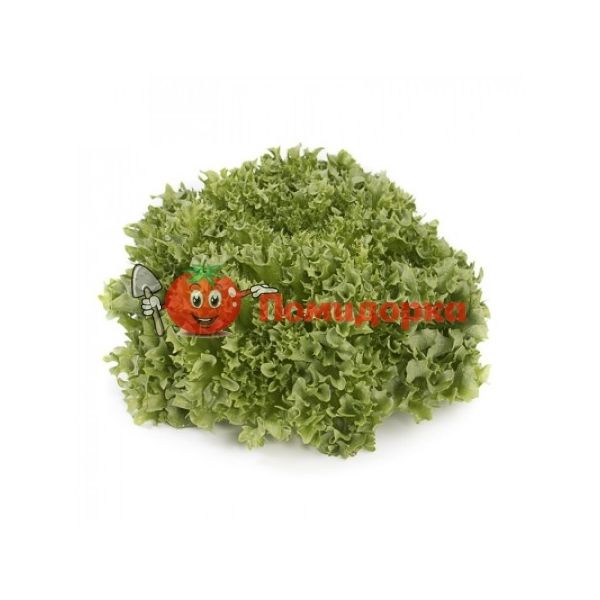 Салат ЛАЛИК | LALIQUE Rijk Zwaan, Фасовка - 1000 семян