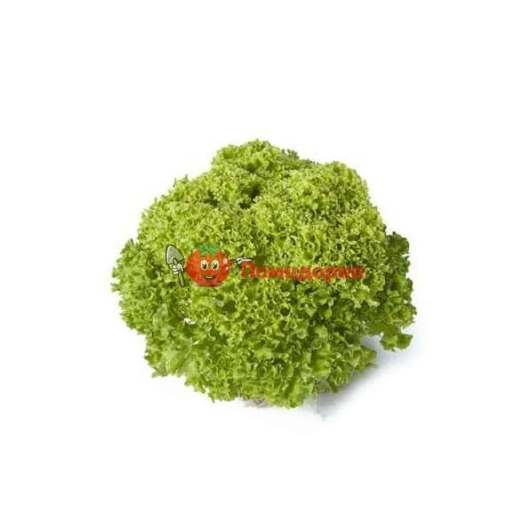 Салат ЛУГАНО | LUGANO Rijk Zwaan, Фасовка - 1000 семян