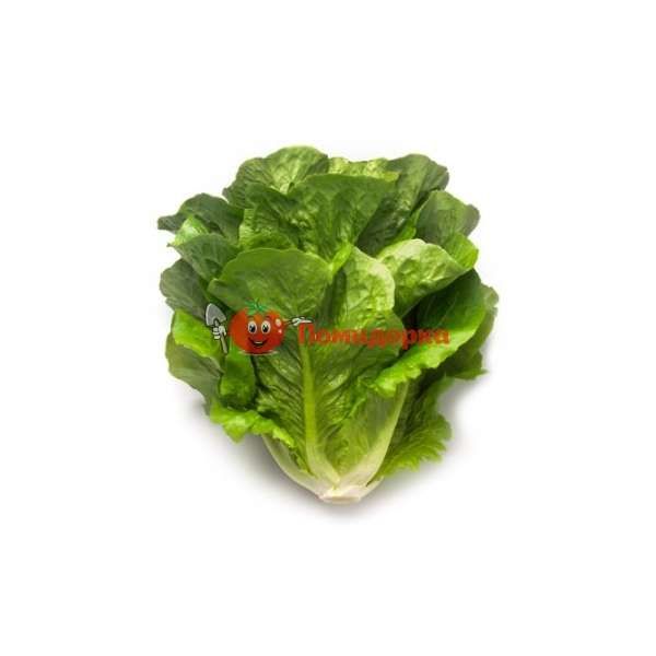 Салат МАКСИМУС | MAXIMUS Rijk Zwaan, Фасовка - 1000 семян