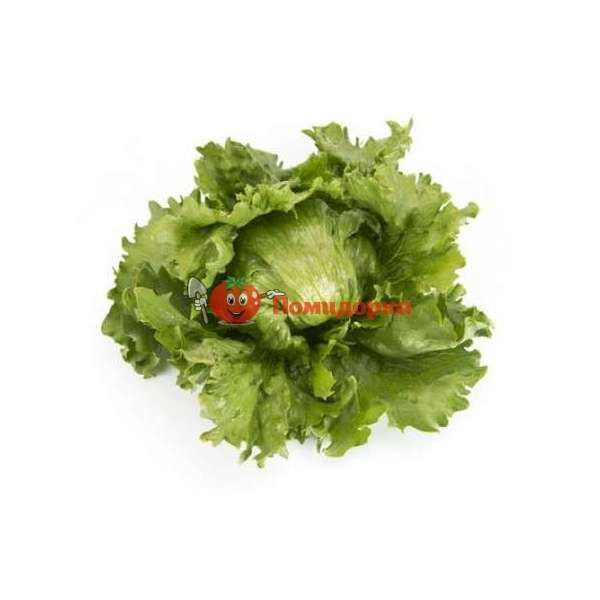 Салат МЕРЛИНАС | MERLINAS Rijk Zwaan, Фасовка - 1000 семян