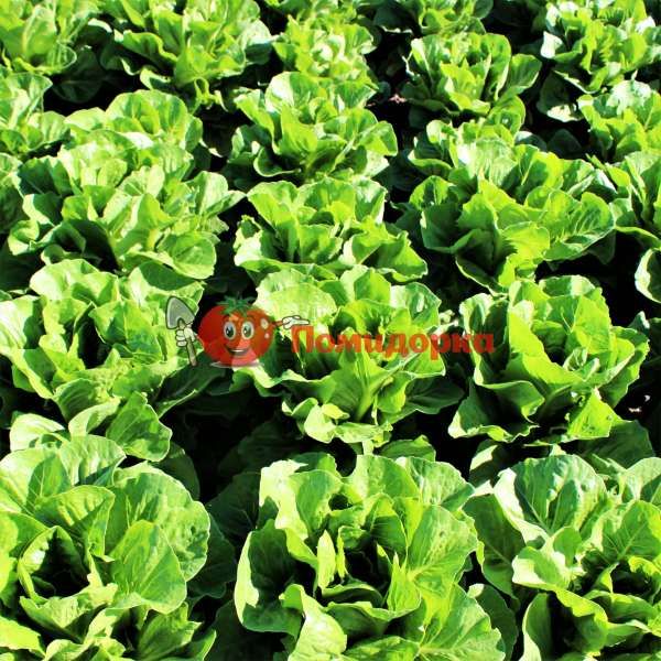 Салат ОКТАВИУС | OCTAVIUS Rijk Zwaan, Фасовка - 1000 семян