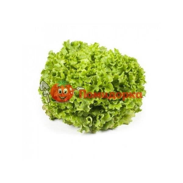 Салат ОТИЛИ | OTHILIE Rijk Zwaan, Фасовка - 1000 семян