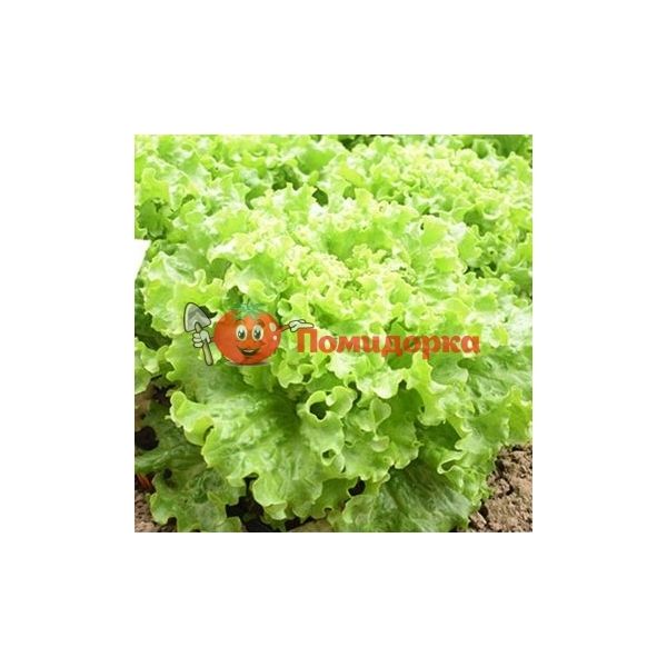 Салат ПАТИШН | PARTITION Rijk Zwaan, Фасовка - 1000 семян